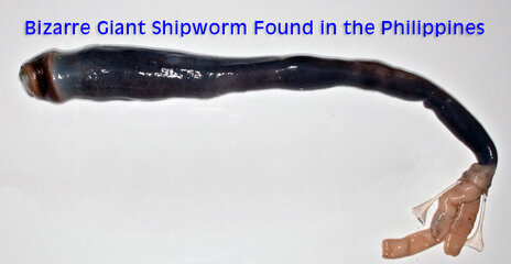 philippine shipworm-final.jpg