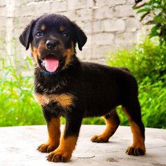 1317115209_143167313_2-Rottweiler-Puppies-from-Grand-Champion-lines-Davao-City.jpg